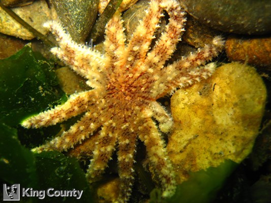 Photo of Crossaster papposus